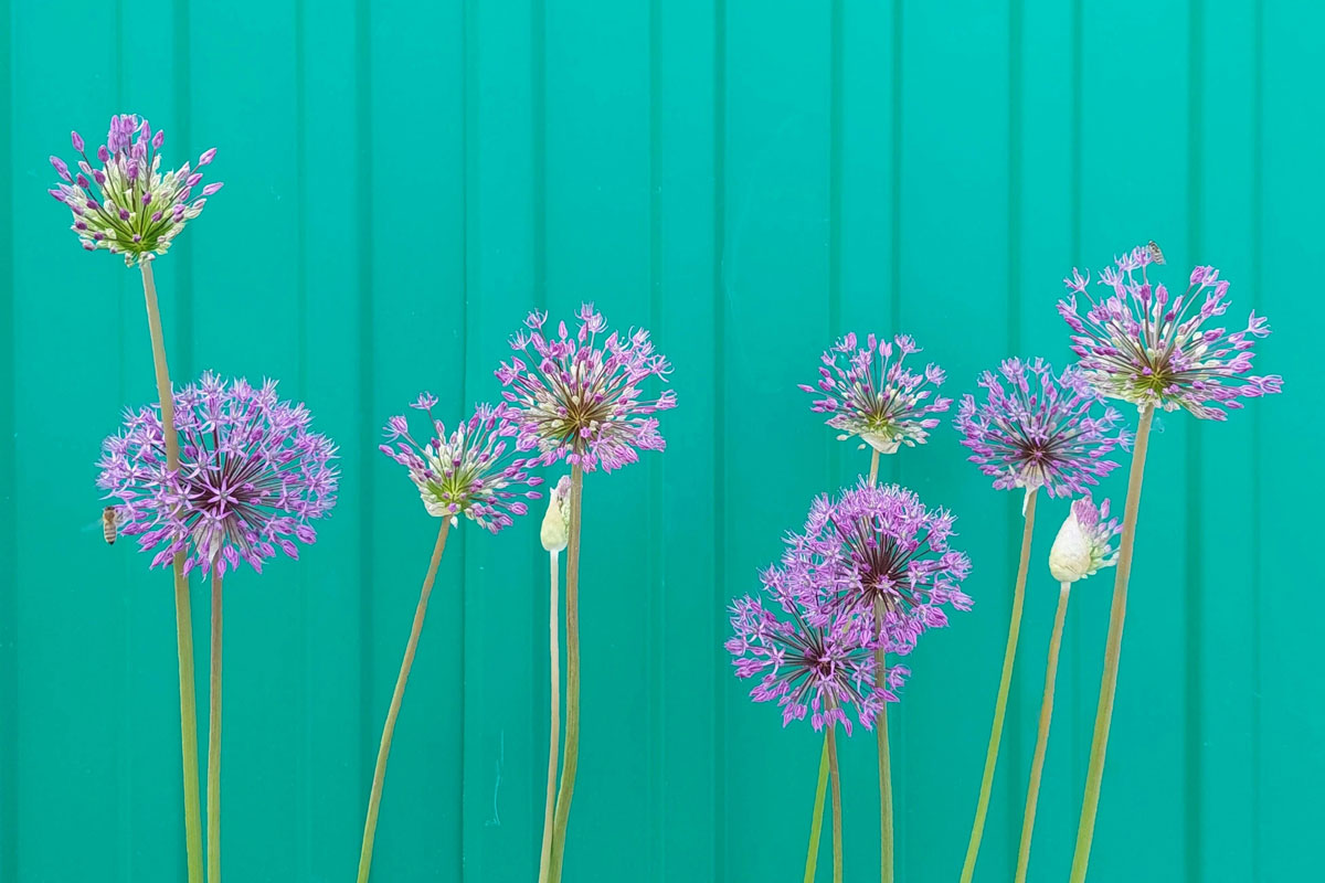Bulbs & Seeds – Spring Green Nurseries