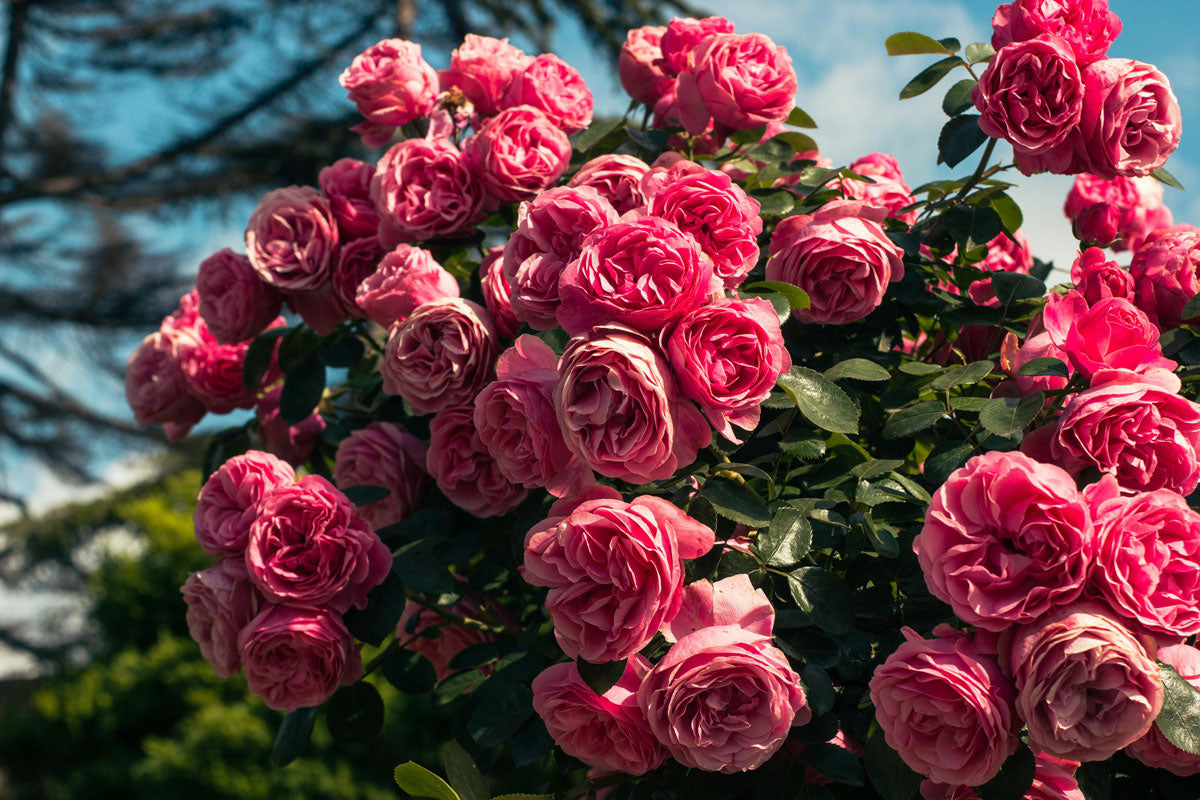 Floral Roses Spring Roses – Spring Green Nurseries